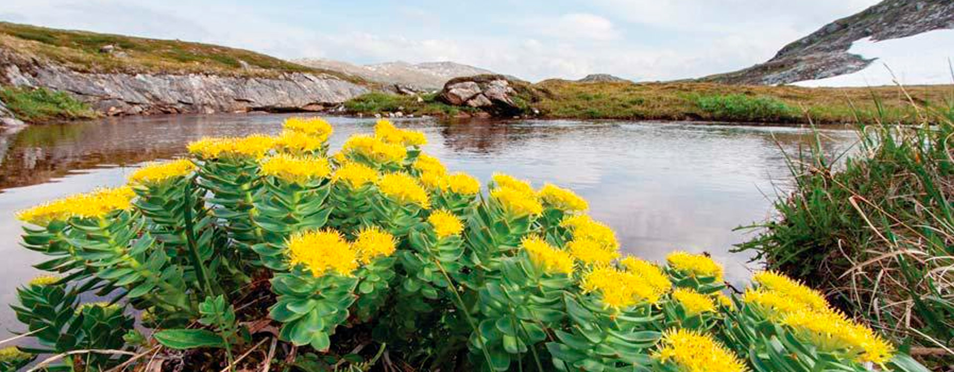 Rhodiola: Historia, Beneficios, Usos y Contraindicaciones