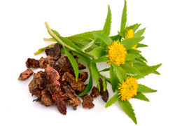 Rhodiola: Historia, Beneficios, Usos y Contraindicaciones